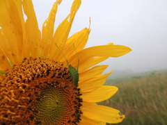 Anisophya punctinervis