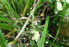 Stellaria parviflora