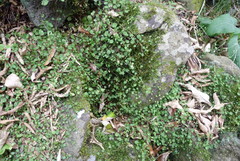 Stellaria parviflora