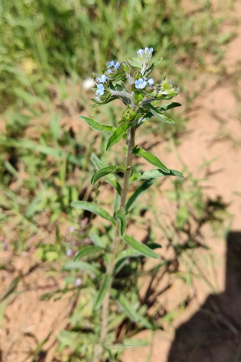Lappula squarrosa
