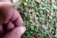 Stellaria parviflora