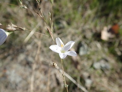 Leptosiphon liniflorus