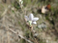 Leptosiphon liniflorus