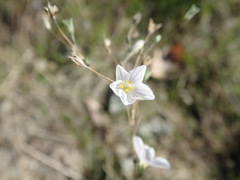 Leptosiphon liniflorus