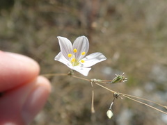 Leptosiphon liniflorus