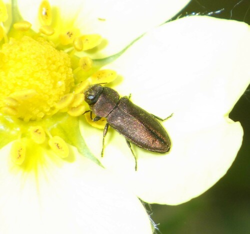 Anthaxia mendizabali