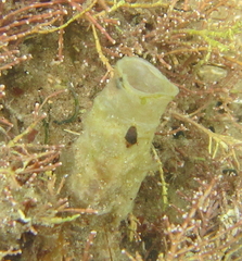 Chaetopterus