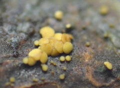 Pezicula