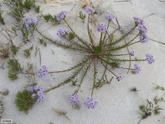 Pseudoselago gracilis