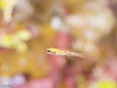Glass Goby photo 5