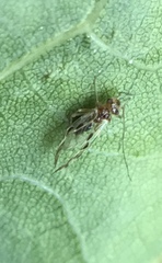 Graphopsocus cruciatus