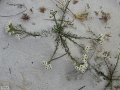 Pseudoselago gracilis