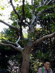 Ficus variegata garciae