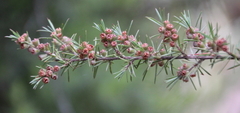 Kunzea linearis