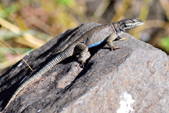 Sceloporus dugesii
