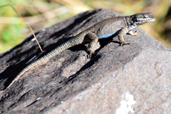 Sceloporus dugesii