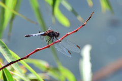 Erythrodiplax basifusca