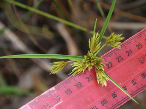 Cyperus polystachyos
