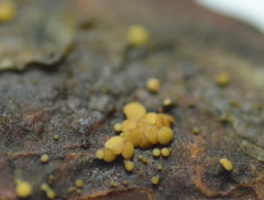 Pezicula