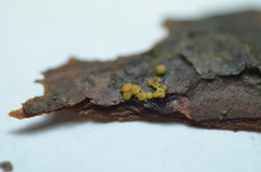 Pezicula