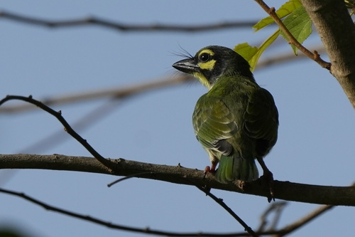 Coppersmith Barbet