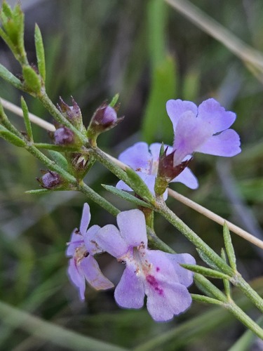 Westringia tenuicaulis C.T.White & W.D.Francis