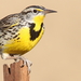 Western Meadowlark - Photo (c) Nature Ali, some rights reserved (CC BY-NC-ND), uploaded by Nature Ali
