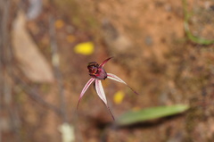 Caladenia reticulata