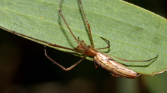 Tetragnatha valida