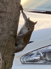 Sciurus carolinensis