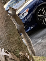 Sciurus carolinensis