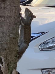 Sciurus carolinensis