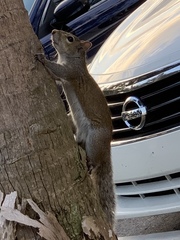 Sciurus carolinensis