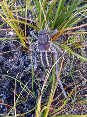 Hetrodes pupus