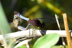 Erythrodiplax basifusca