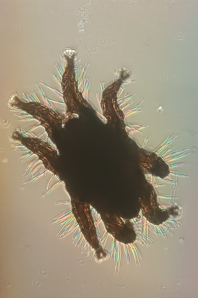 Spinturnix acuminatus