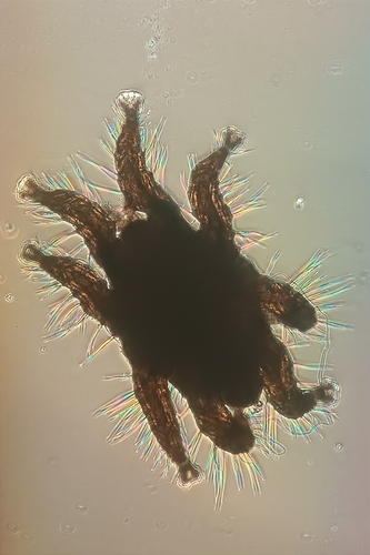Spinturnix acuminatus