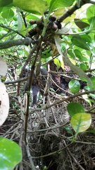 Pseudocheirus occidentalis