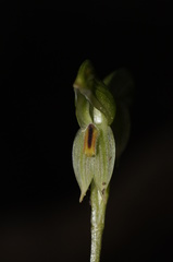 Pterostylis macilenta
