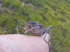 Hetrodes pupus
