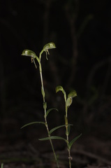 Pterostylis macilenta
