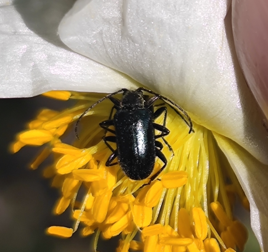 Dinoptera anthracina