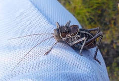 Hetrodes pupus