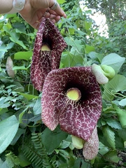 Aristolochia littoralis