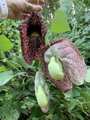Aristolochia littoralis