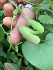 Aristolochia littoralis