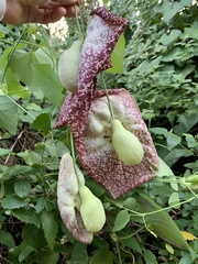 Aristolochia littoralis