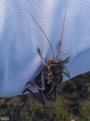 Hetrodes pupus