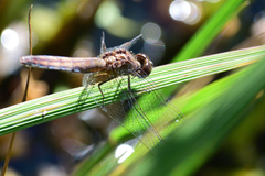 Erythrodiplax basifusca