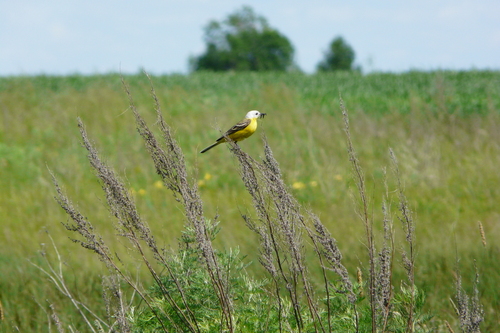 Western Yellow Wagtail (Motacilla flava), photo 8